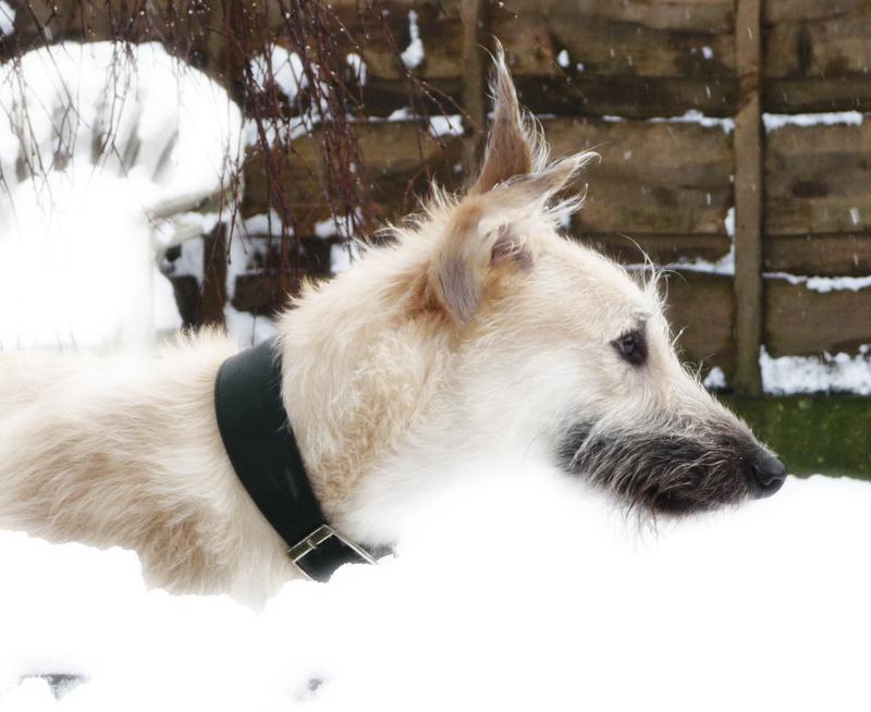 dogsndubs's tweet photo. Winter Ned :-) http://t.co/2YqP6EmZki