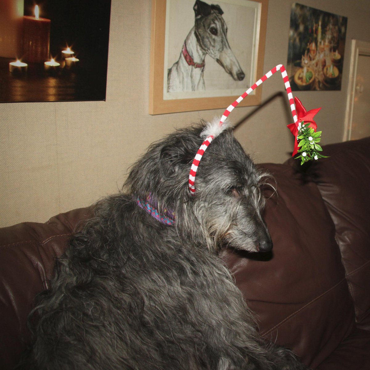 dogsndubs's tweet photo. Grace waiting for a kiss.... http://t.co/mFJXMOV4hY