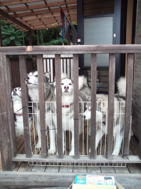 inuinuinuda's tweet image. おかえり～♪♪♪♪