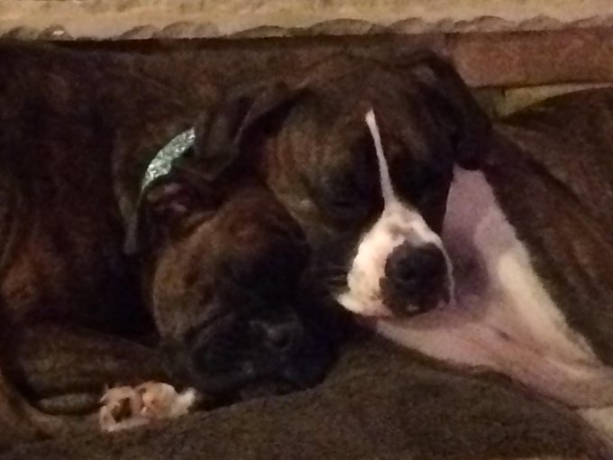 #boxer #twins #puppies #scarlett #bebe little princesses awwwww http://t.co/cL20QxTW1V<a href="/tag/boxer"class="tags">#boxer</a><a href="/tag/twins"class="tags">#twins</a><a href="/tag/puppies"class="tags">#puppies</a><a href="/tag/scarlett"class="tags">#scarlett</a><a href="/tag/bebe"class="tags">#bebe</a>