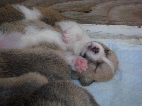 inuinuinuda's tweet image. あるある探検隊、西川くん。。。グー Zzzz