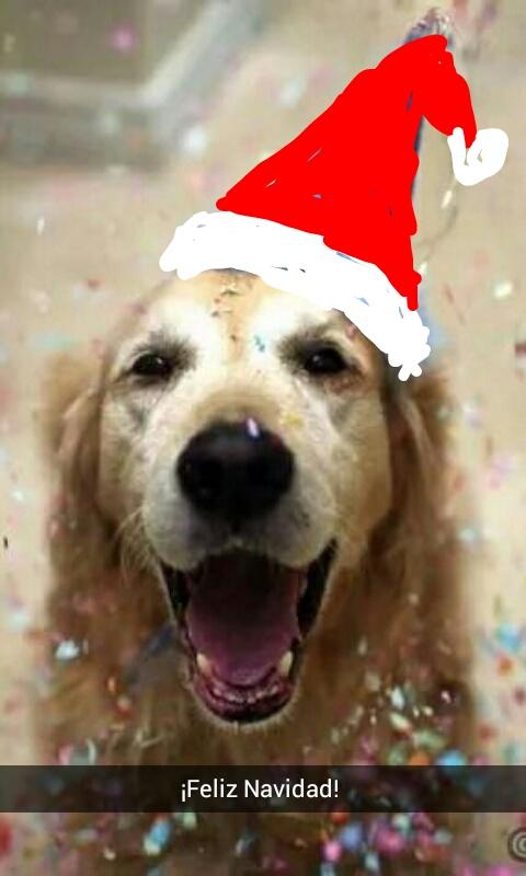 BellosAnimales's tweet photo. 🎉¡Feliz Navidad, amigos!🎄
Espero que la estén pasando muy bien con sus seres queridos.
Que reine la paz y el amor ❤ http://t.co/LIS0Z0wR9k