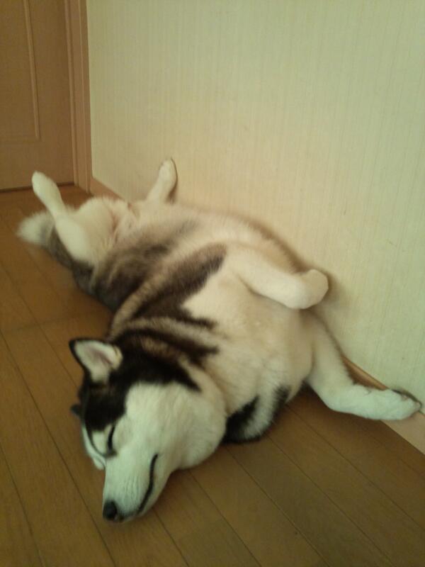 inuinuinuda's tweet image. 凄い格好でしょ(笑)