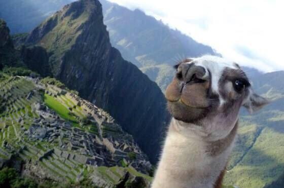 StumblerVideos's tweet image. But first llama take a selfie