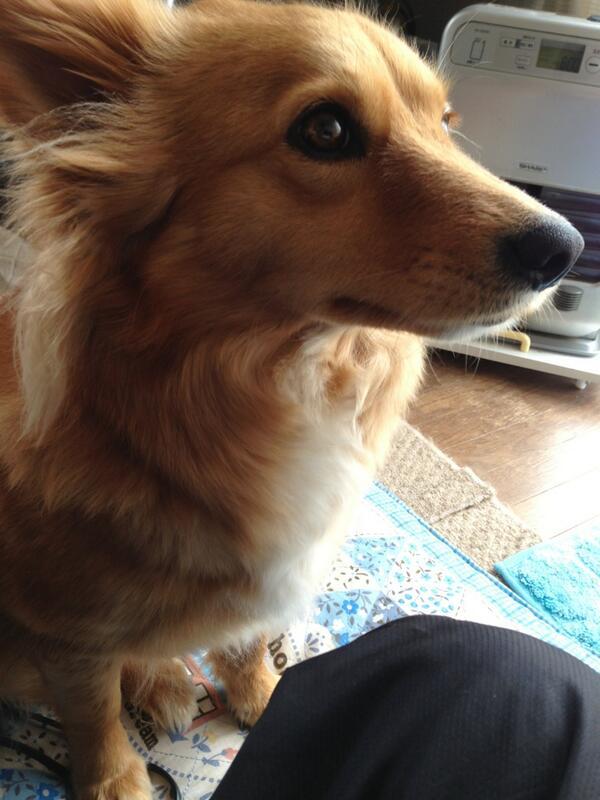 inuinuinuda's tweet image. 盛れた