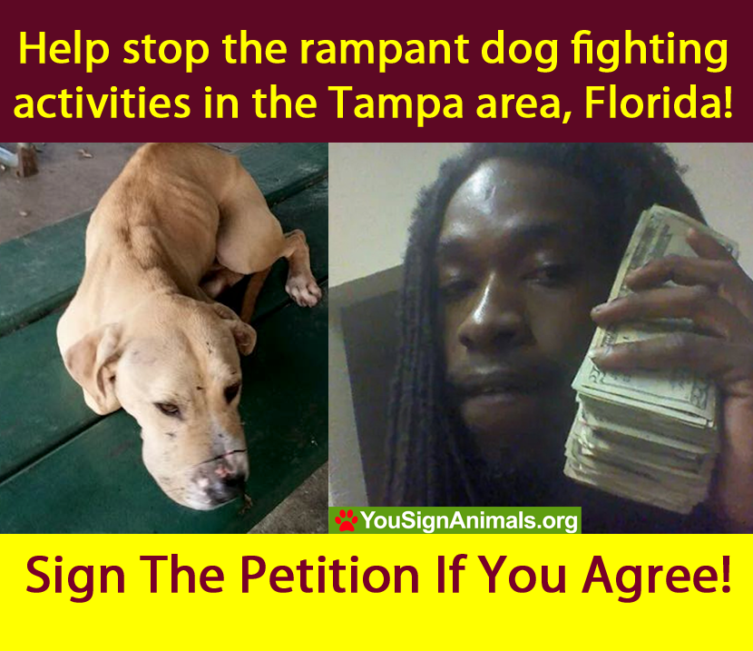 Demand a crackdown on dog fights in Tampa Bay area!
Sign &amp;amp;amp; Retweet: yousignanimals.org/redirect.php?t… #animalwelfare