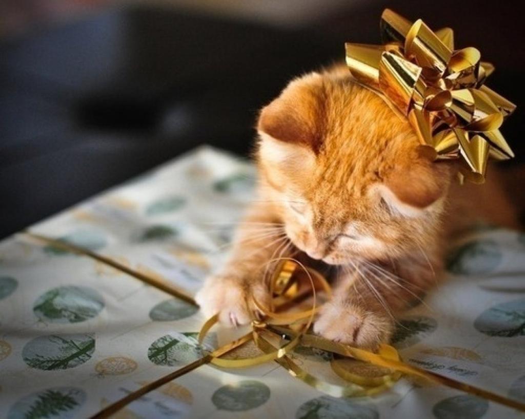 Котенок с бантиком