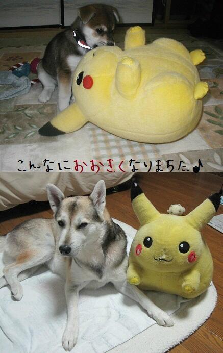 inuinuinuda's tweet image. 我が家に来て７年です♪