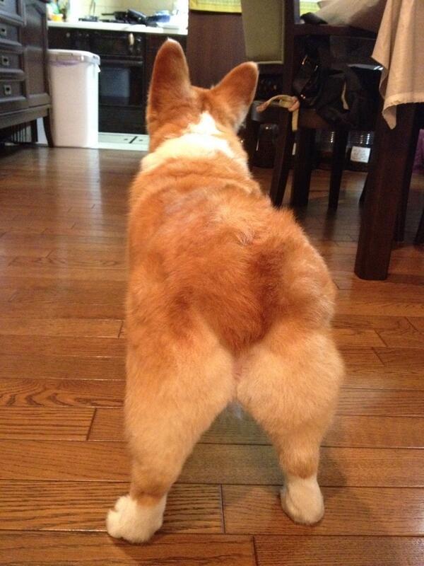 inuinuinuda's tweet image. コーギーの魅力おしり！！