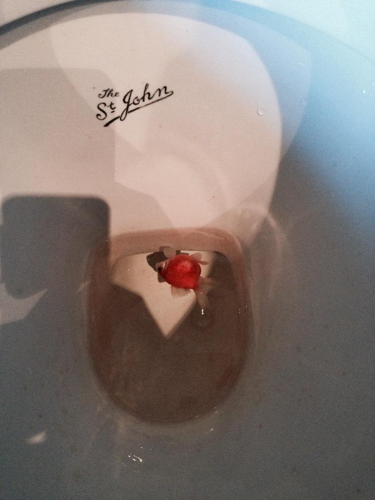 JustJamJamal's tweet photo. RIP big balls! So sad to we see you go on Christmas Day! http://t.co/2luhPpQeIT