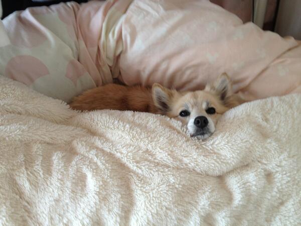 inuinuinuda's tweet image. 最高の場所、みつけた♡