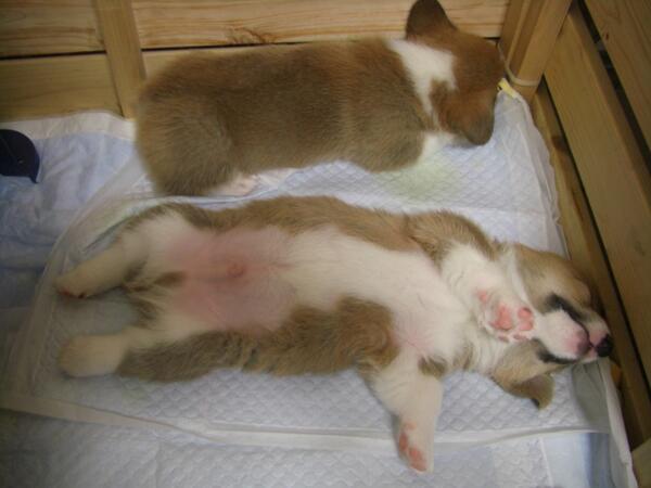 inuinuinuda's tweet image. コーギーの表と裏