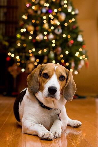 BeauBeagle02's tweet photo. Thort I'd do a sensible Christmas message this year, so Merry Christmas to all!!! http://t.co/snyasyE8vP