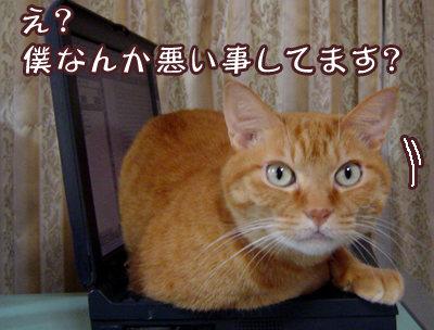heartcatch3's tweet photo. 可愛いから許す(♡>ω<♡)♪ http://t.co/J5KMmiRChE