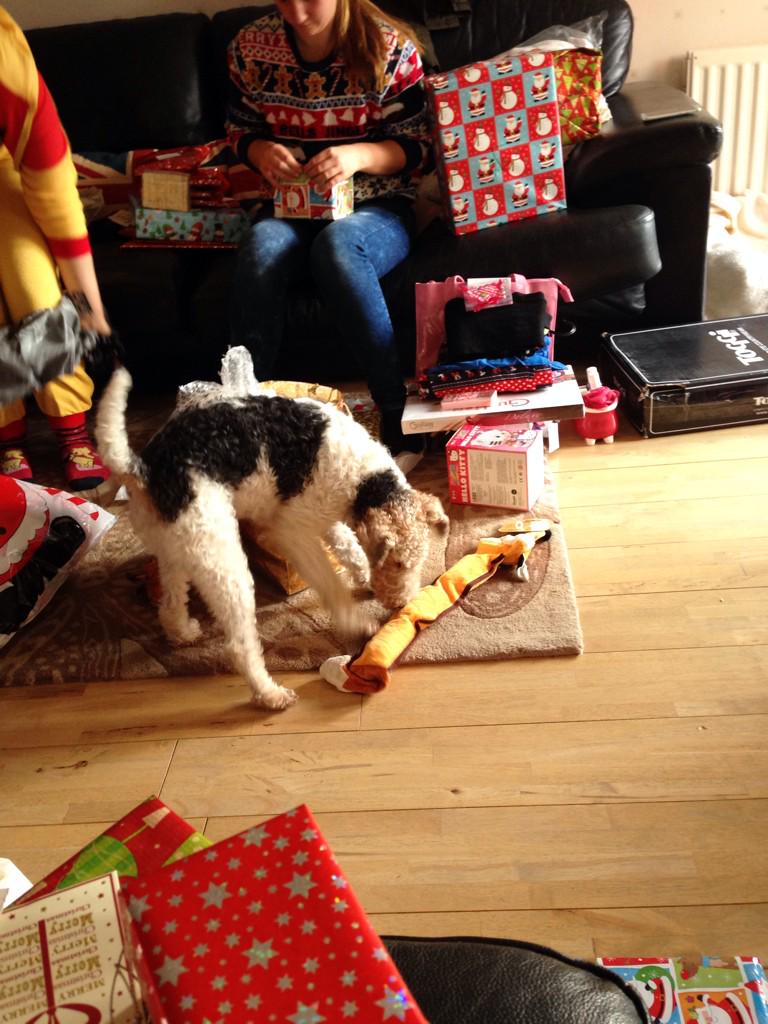 MrBasilPlowman's tweet photo. New Christmas foxy yay #goodboy http://t.co/b9WfVqvKoI