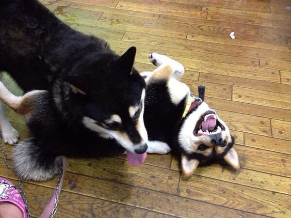 inuinuinuda's tweet image. 黒柴親子、娘ちゃんを躾てます。