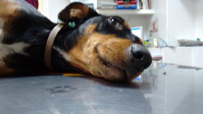 #Lottie tiene 3 dueños, la atacó un perro grande. leishmania cutánea. votaron matarla. 3-0.