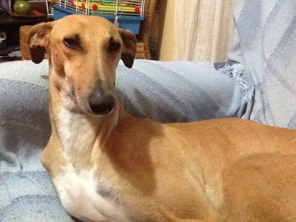 #AIRE, preciosa galga joven, tranquila. Cuando se recupere de filaria necesitará  un hogar.  olgadiana@movistar.es