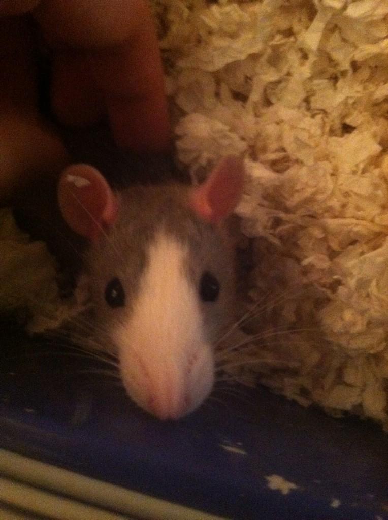 CookicJesus's tweet image. Aye yo! YOU. Yes you reading this tweet you should follow my account on Instagram :) LINCOLN_RAT23 for more pics