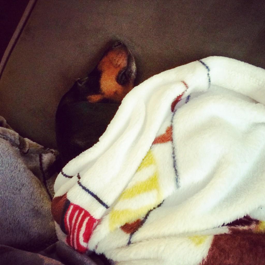 shortlongdog's tweet photo. Christmas is exhausting. #yulelog http://t.co/CXeP6T1srW