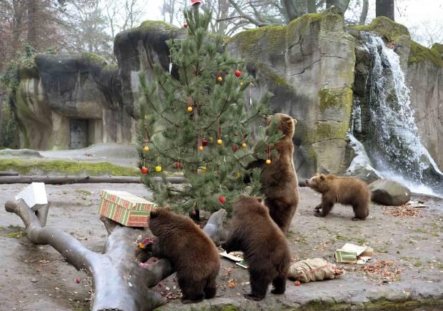 Hayvanların yılbaşı partisi hur.yt/1tgjfYh