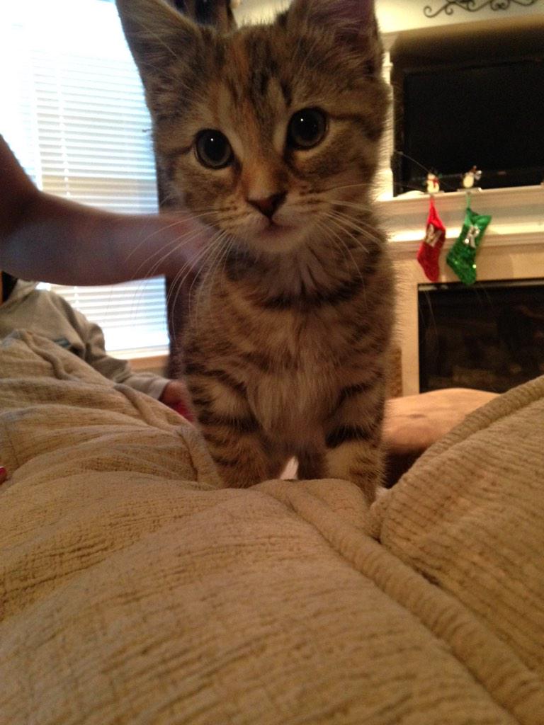 VanessaTorres17's tweet image. After 4 years of begging my dreams finally came true, welcome to the family😍🐱