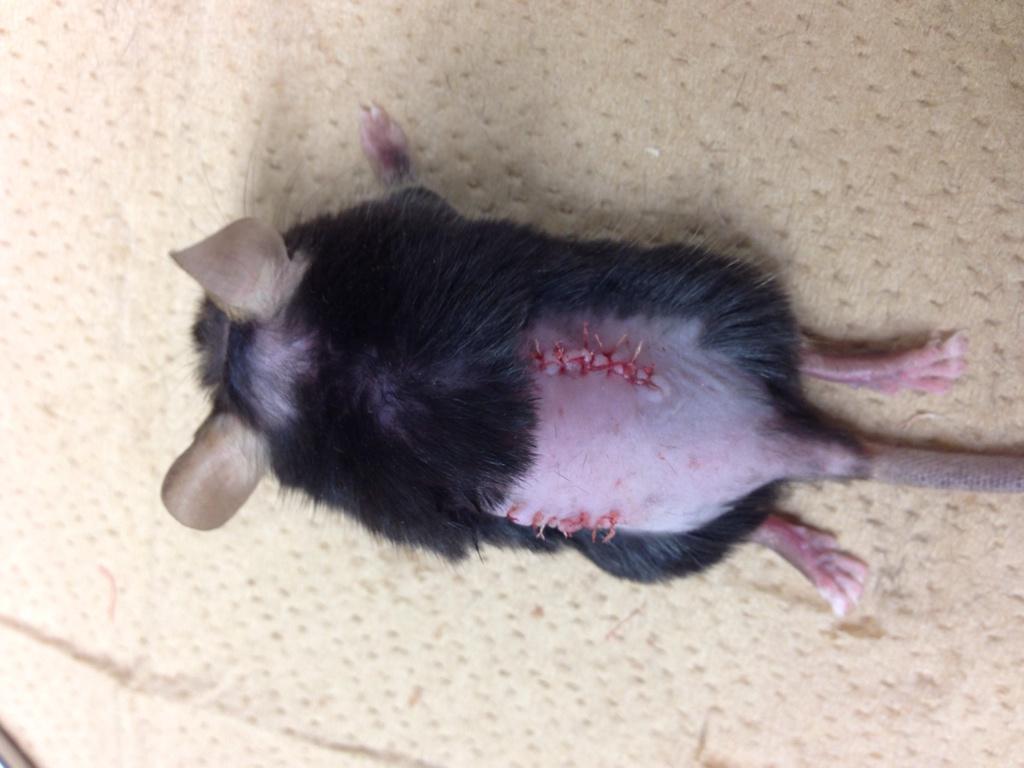 マウス解剖ちゃん 卵巣除去手術後の雌マウス この後元気に回復しました Http T Co Q3rih28tby Twitter