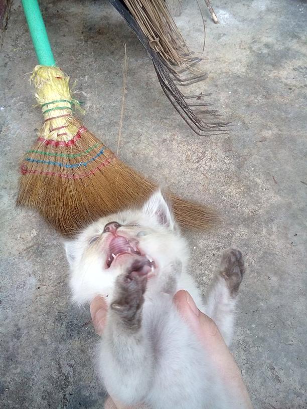 105 Hantu Opah HD Terbaru