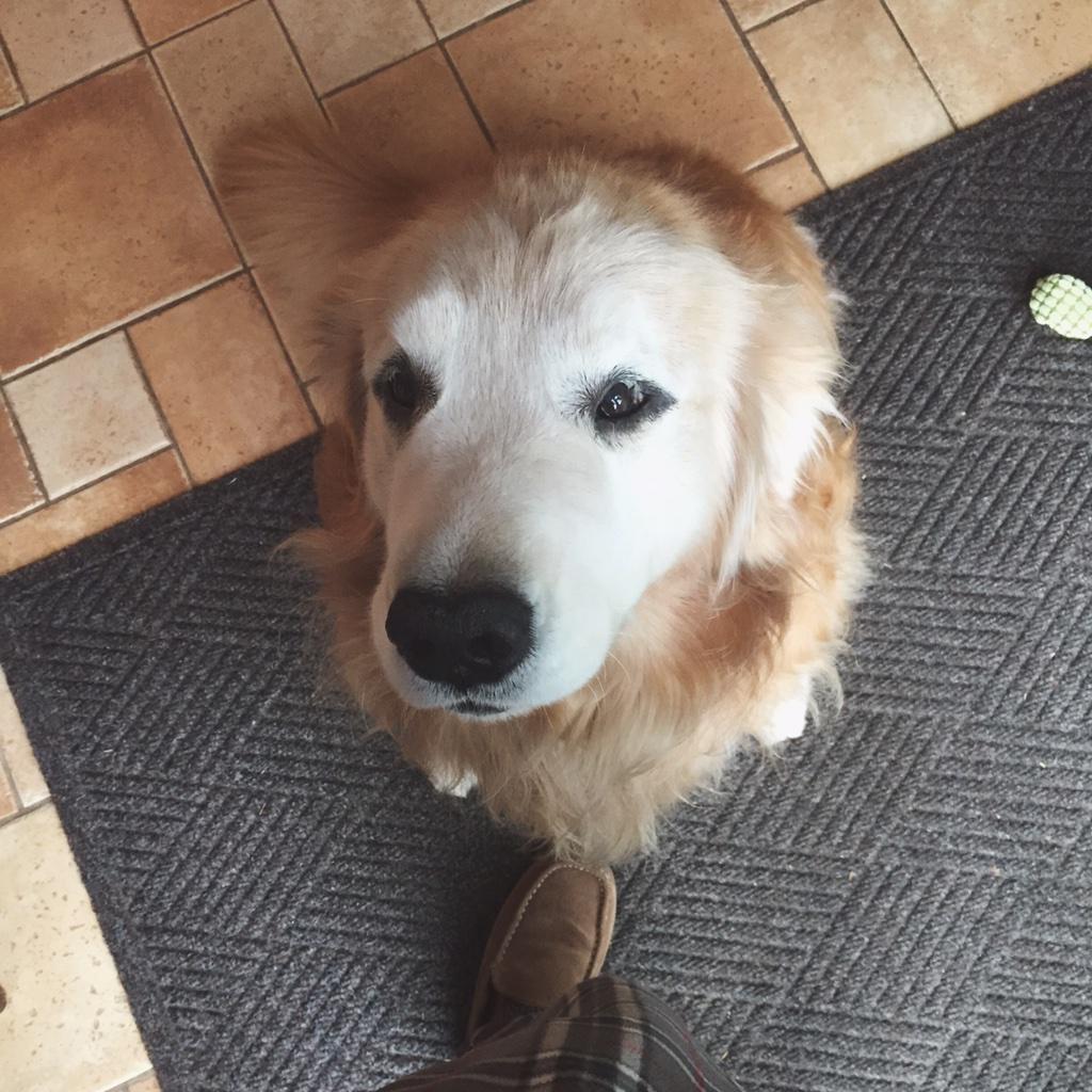 RusticHandmade's tweet image. Happy Holidays everyone! Thanks for making 2014 a great year. Also, Happy Birthday to shop dog Samson!