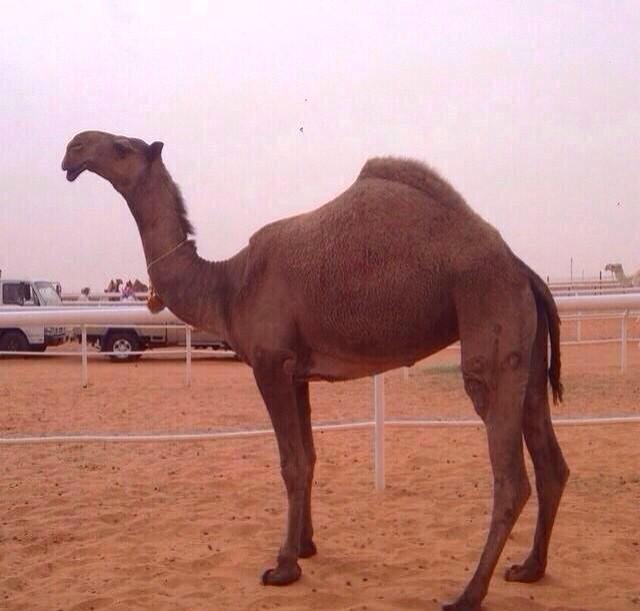 هذي الحاكمه... تعرف الحاكمه
لو انها جلاده   كان اشوى.....! 

#نتايج_ام_رقيبه