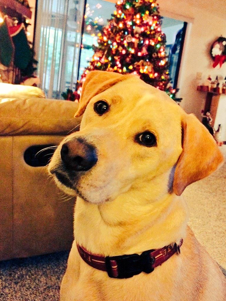 Merry Christmas, y'all!!! Especially to <a href="/CCantens/">Christopher Cantens</a>, sorry I woke you up one too many times this year #HesAnAngryDon