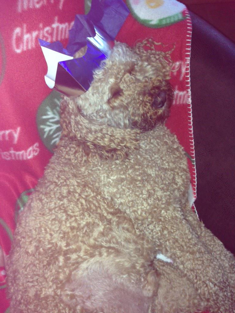 TeddyDeeDoodle's tweet photo. #labradoodle #festve #priceless @ericgobucks @LunaLabradoodle @PoohBearGranger @paulrosengard @SamsonHolbyCity http://t.co/SsWBhaUQOi