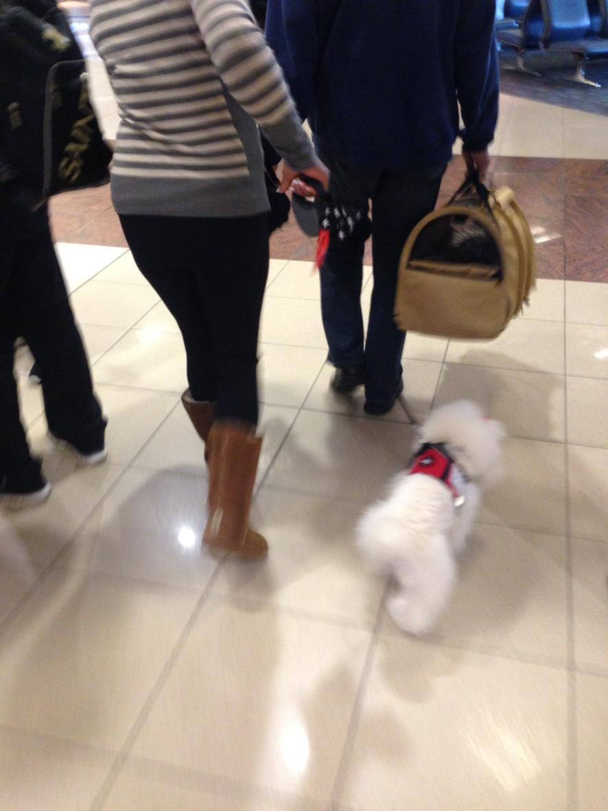 GoldboxATL's tweet photo. @Heather_Poole really?#ESDog in his uniform @michellelazzaro @airlineguys http://t.co/T8RiFiCE0I