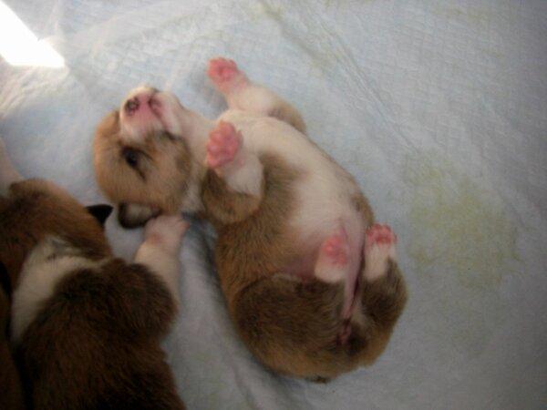 inuinuinuda's tweet image. 平日の昼間からゴロゴロ、ゴロゴロ。。。