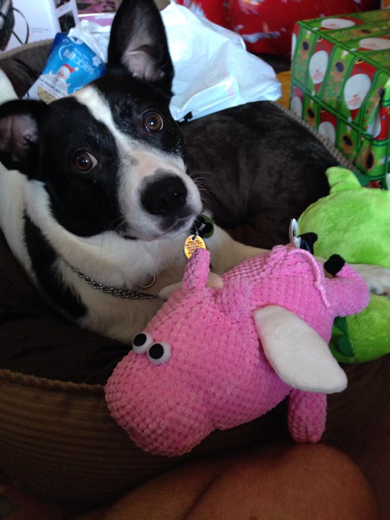 Ted_the_Butcher's tweet photo. @FlyingPigsFarm Miles got a flying pig for #Christmas but it's not as delicious as the real thing! http://t.co/sBxjbFnMEP