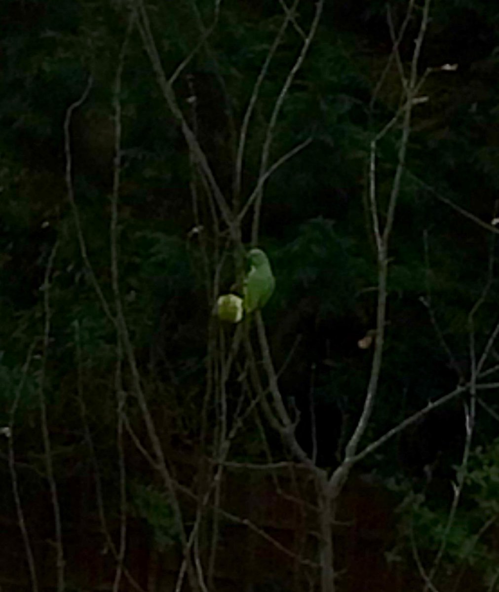 1johnhyam's tweet photo. A Happy Christmas to the parakeets too http://t.co/x0E2w8ovl4