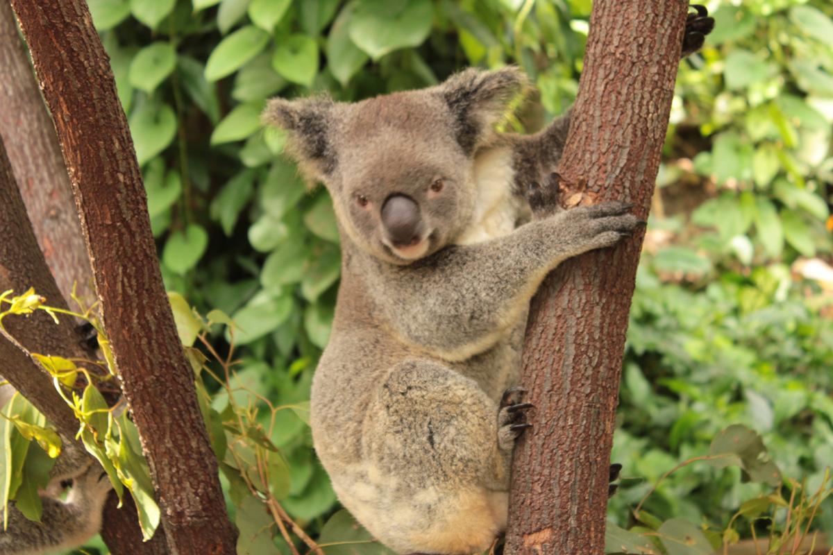 Reisen_jv's tweet photo. Wildlife in #Australien #KoalaBär http://t.co/DBZzCqaSXJ