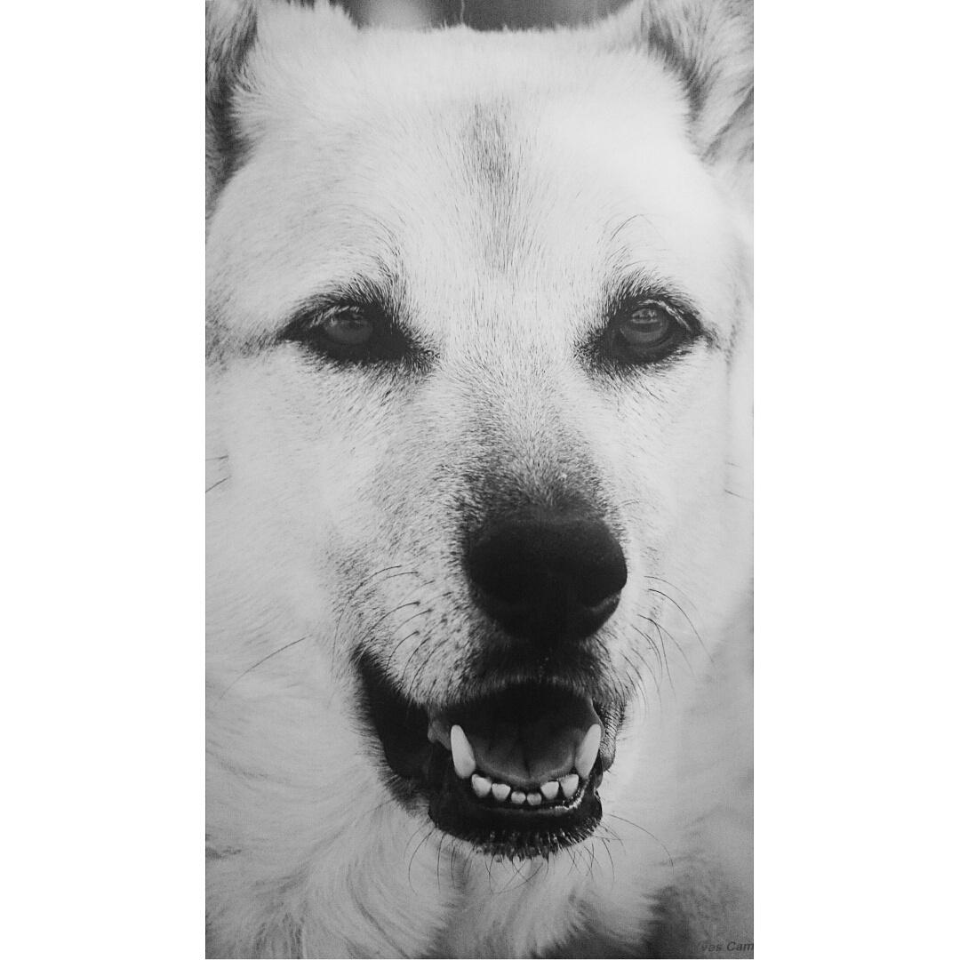 PutGodFirst_'s tweet image. L'amour de ma vie, qu'elle me manque... c'est trop dur.., on t'aime ma chienne ❤