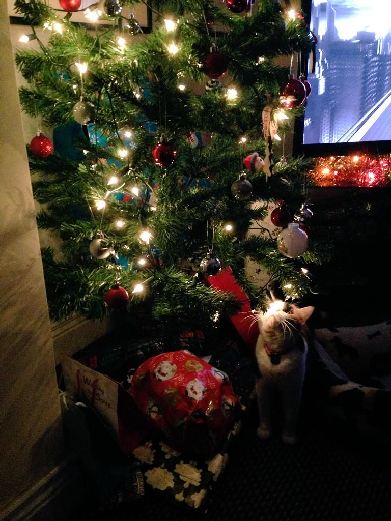Hope you've all had a magical Christmas #miaow #cats