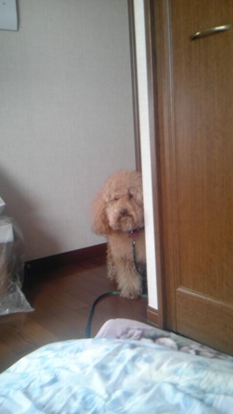 inuinuinuda's tweet image. トイプードルをトリミングに連れていかなかった結果。(3.11の影響でお店に行けなかった時期)