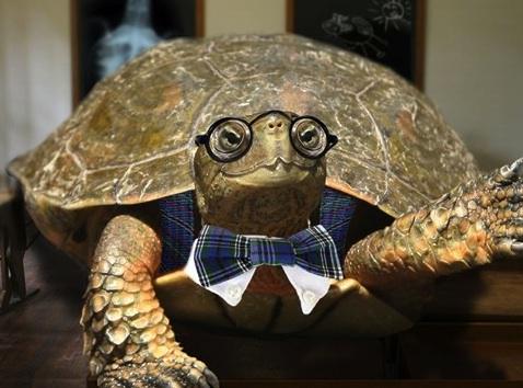 Черепаха в очках картинка. Мудрая черепаха. Умная черепаха. Смешная черепаха. Забавные черепахи.