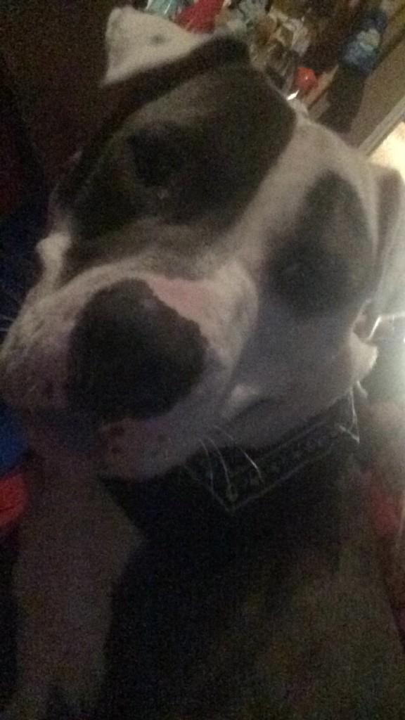 Trisss___'s tweet image. Still a Pup!! Lol #Raydy #beast #Bluenose #Pit