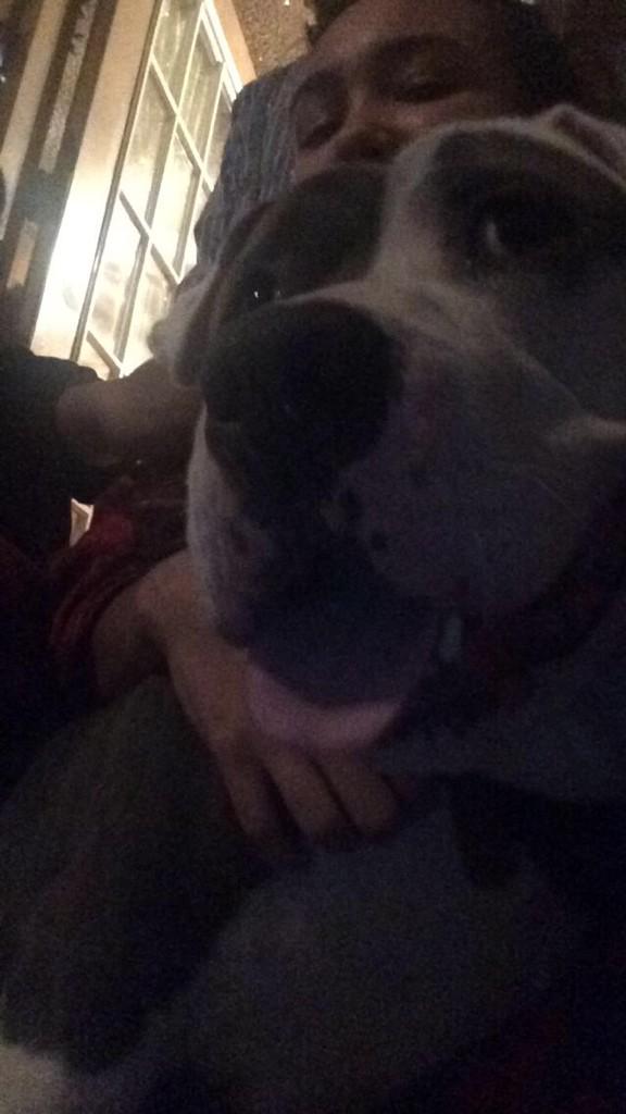 Trisss___'s tweet image. Still a Pup!! Lol #Raydy #beast #Bluenose #Pit