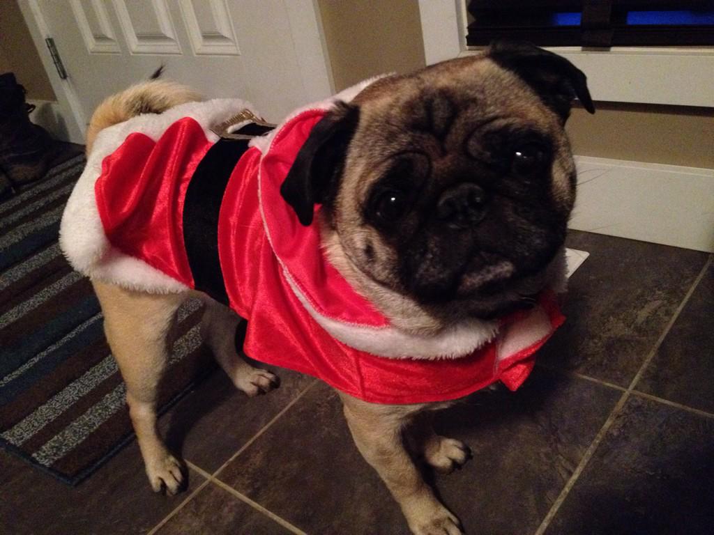 NorthernPug's tweet photo. Merry Christmas!! 🎄🎅🎄🎁🎄 #santapug #frompugtoyou http://t.co/Cwhrwkmzmd