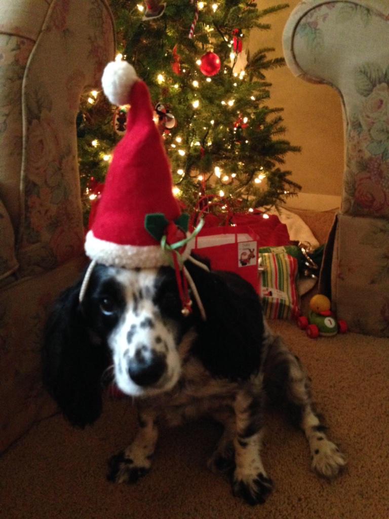 Looks like Izzy is doing just fine without us