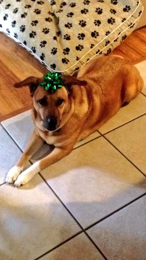 mackenziecatr0n's tweet photo. Puppy for Christmas!!! 🐶😍 #jk #in2006 http://t.co/oC9UQJskGA