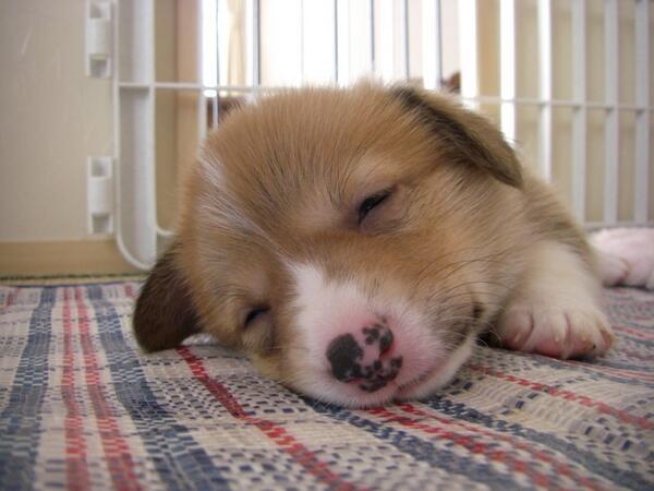 inuinuinuda's tweet image. コーギー、癒しの寝顔