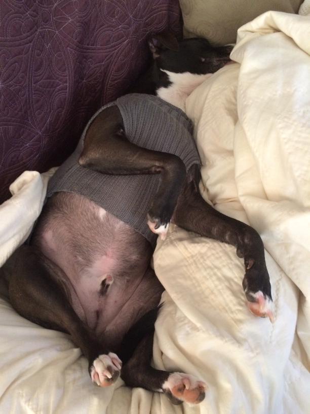 DCStinson's tweet photo. Too much Cristmas! http://t.co/5KiNhmR6fc