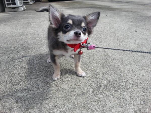 inuinuinuda's tweet image. 散歩デビュー♪しかし動きません(笑)