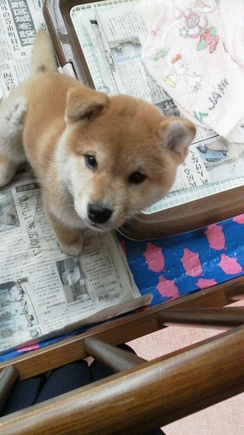 inuinuinuda's tweet image. 我が家にやってきた頃の写真です！耳が可愛い(//∇//)